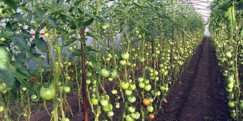 Kako malčirati paradajz u stakleniku